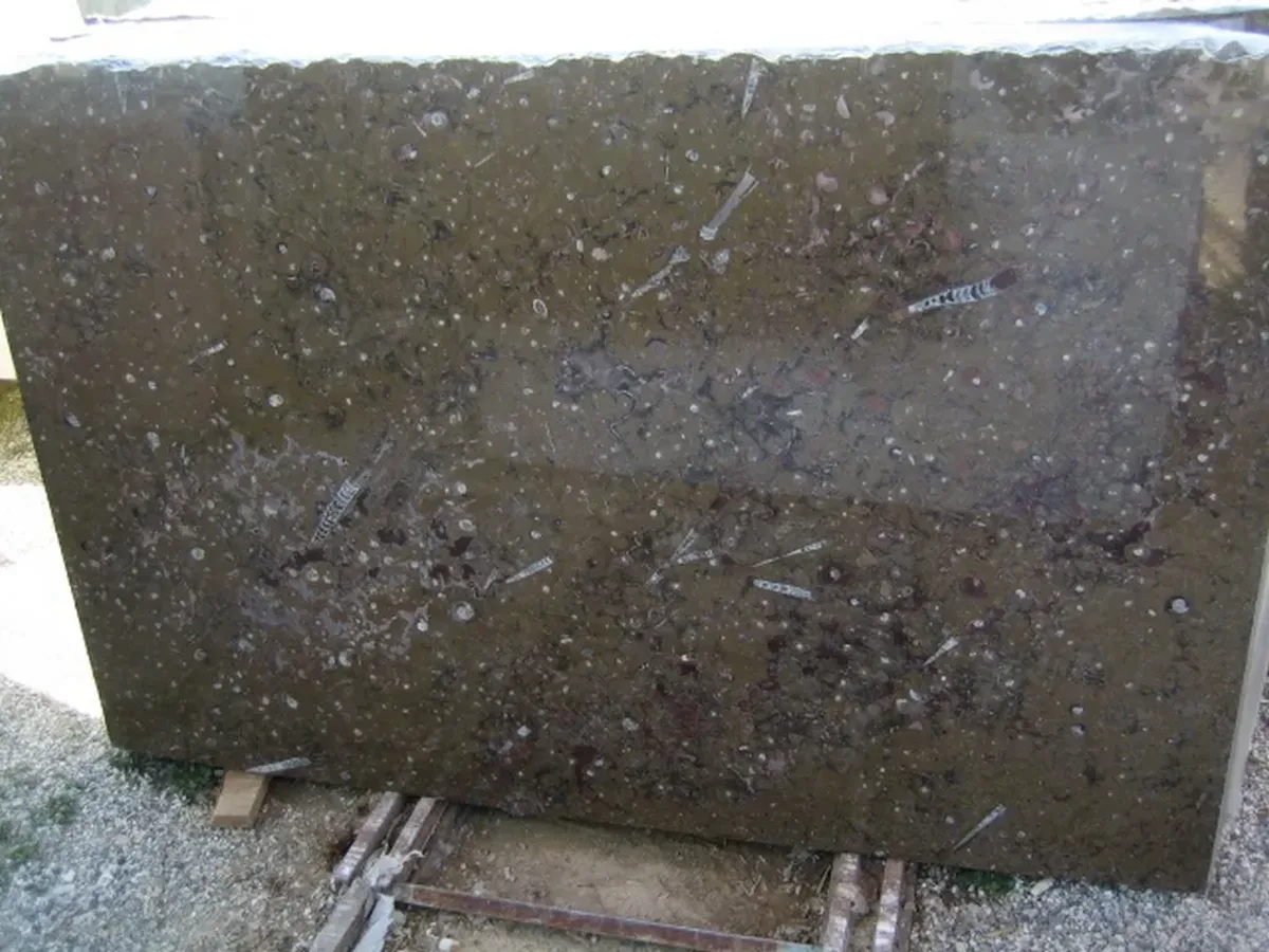 Brown Fossile · marm