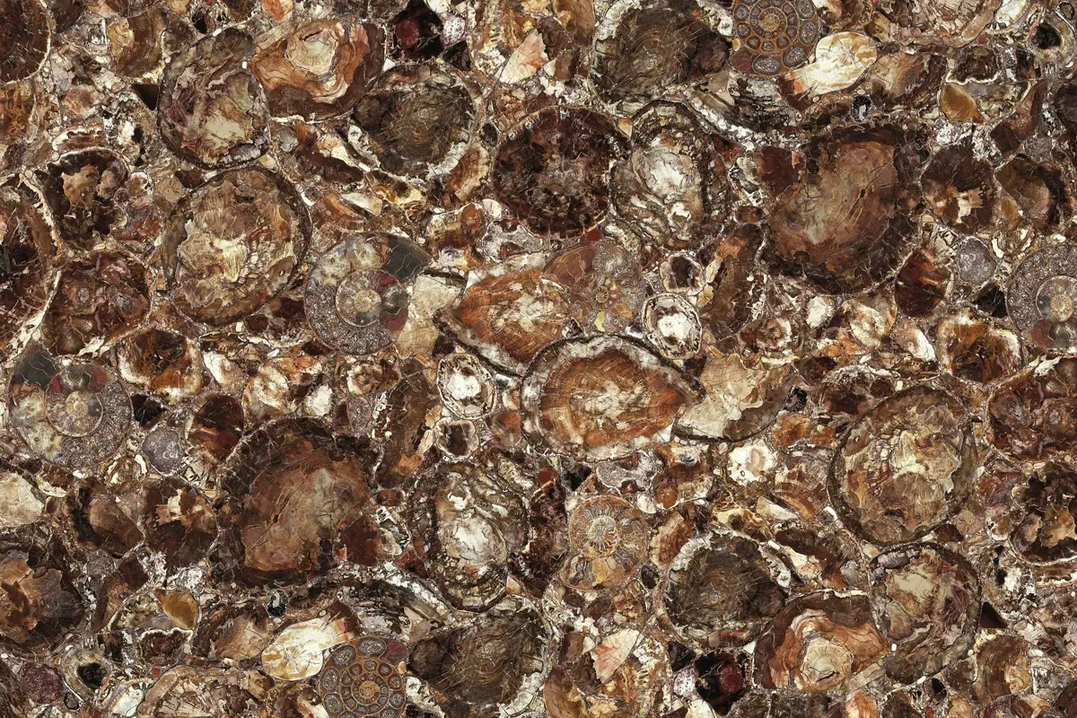 Brown Petrified Wood · pietre semipreziose