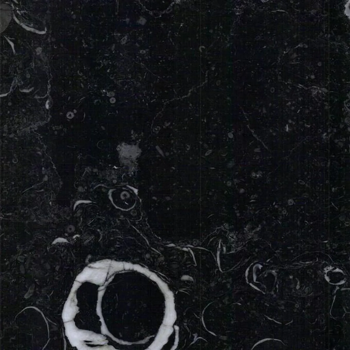 Fossil Stone · marm