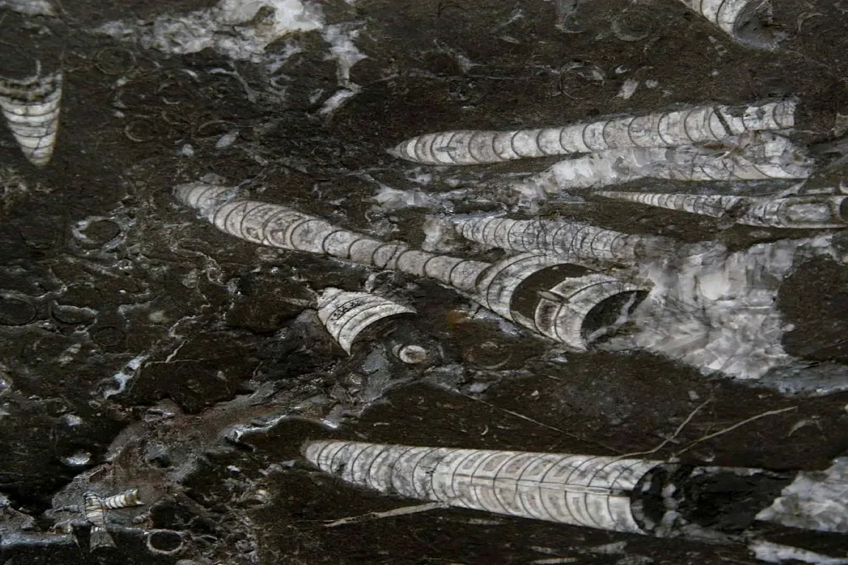 Nero Fossile · marmo · lastra · foto 2