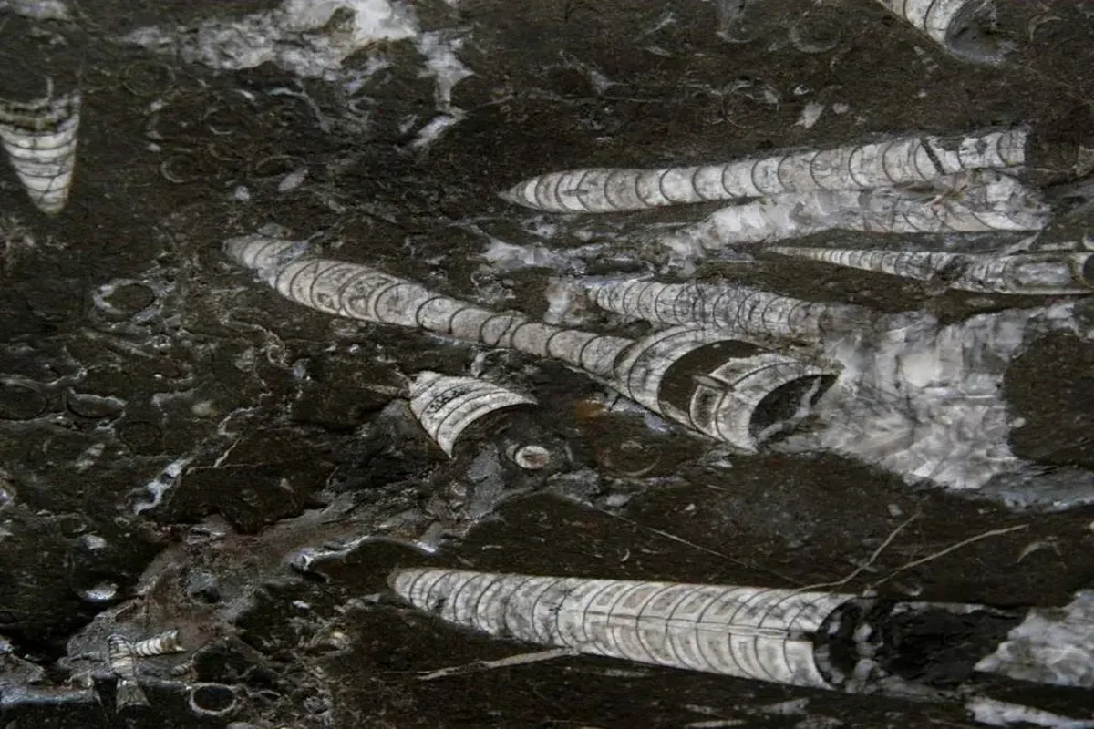 Nero Fossile · marmo · lastra · foto 5